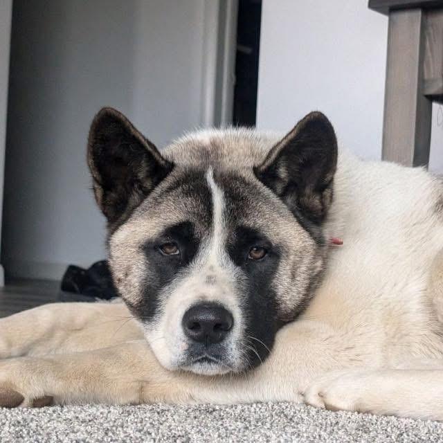 Kisha, a Adoptable Akita in Chesapeake Beach, MD image 2/6