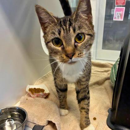 Minerva, Adoptable, Adult Female Domestic Short Hair & Domestic Short Hair.