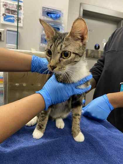 Enlarge Minerva, a Adoptable Domestic Short Hair in Gastonia, NC image 1/1