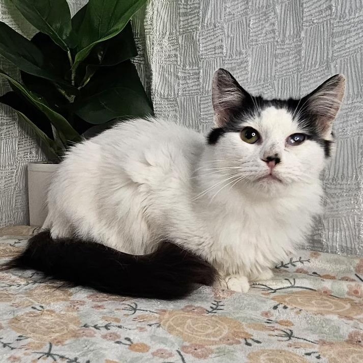 Domino — thumbnail 2