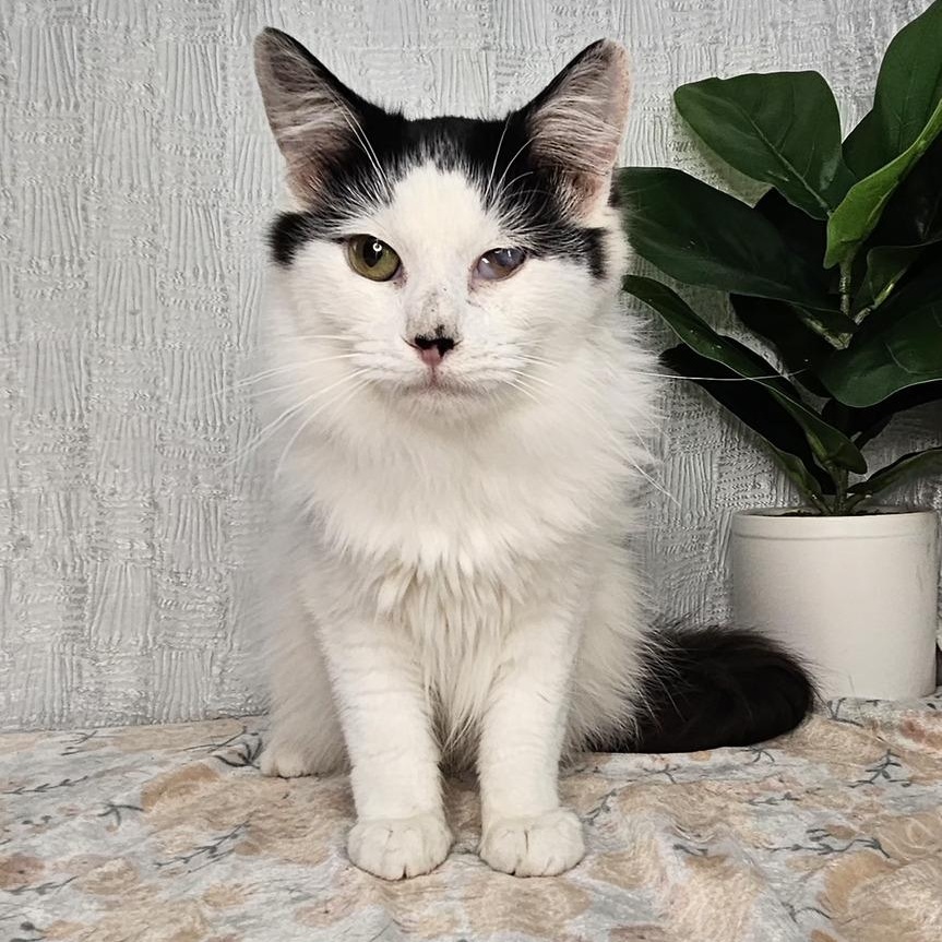 Domino — thumbnail 3