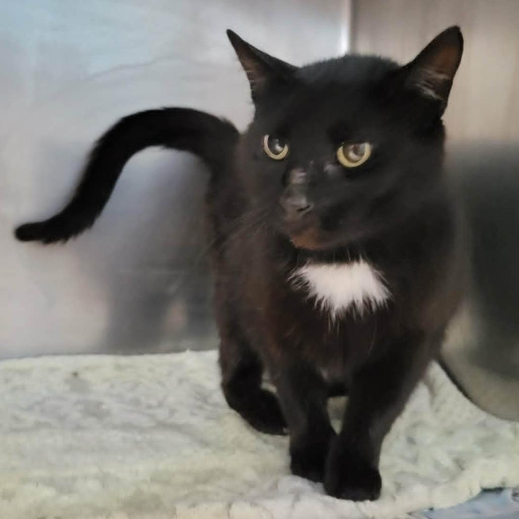 Johnny Cash, a Adoptable Domestic Short Hair in Columbia, MO image 1/6