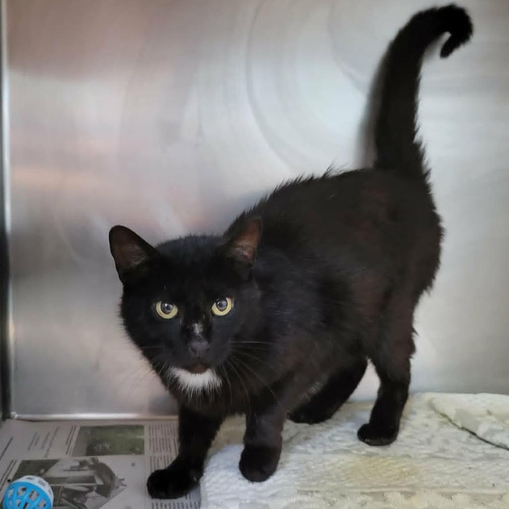 Johnny Cash, a Adoptable Domestic Short Hair in Columbia, MO image 2/6
