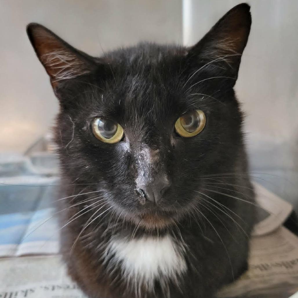 Johnny Cash, a Adoptable Domestic Short Hair in Columbia, MO image 3/6