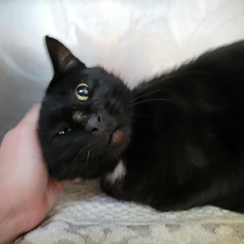 Johnny Cash, a Adoptable Domestic Short Hair in Columbia, MO image 4/6