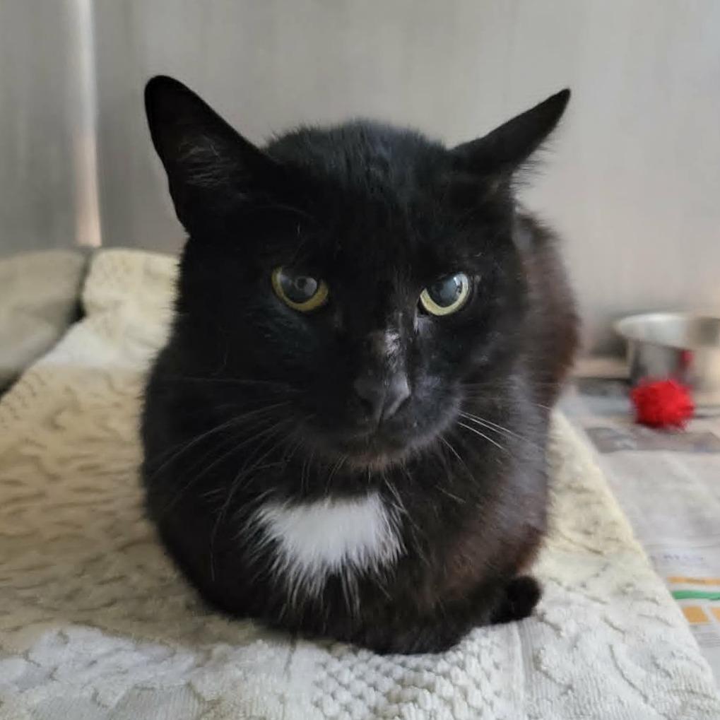 Johnny Cash, a Adoptable Domestic Short Hair in Columbia, MO image 5/6