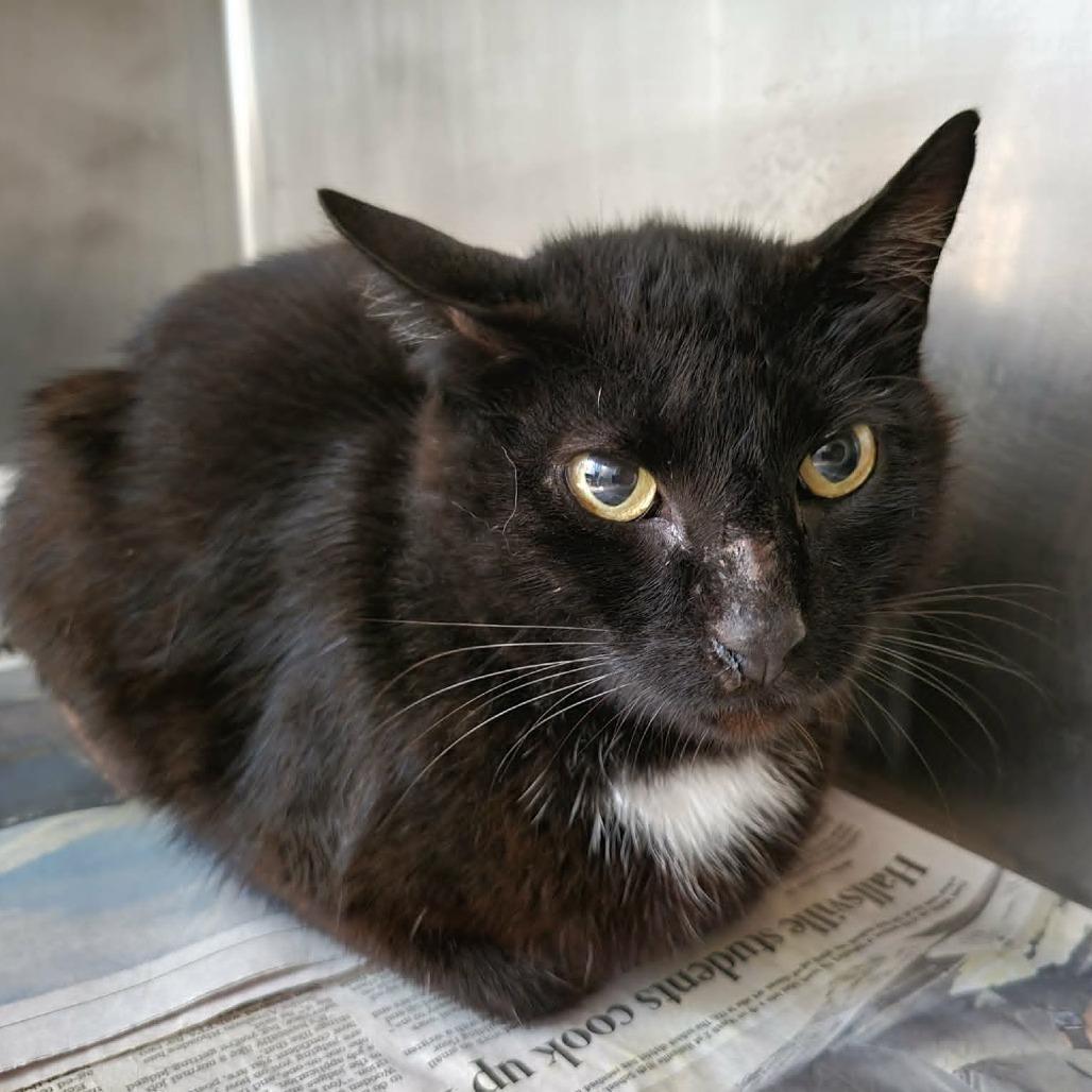 Johnny Cash, a Adoptable Domestic Short Hair in Columbia, MO image 6/6