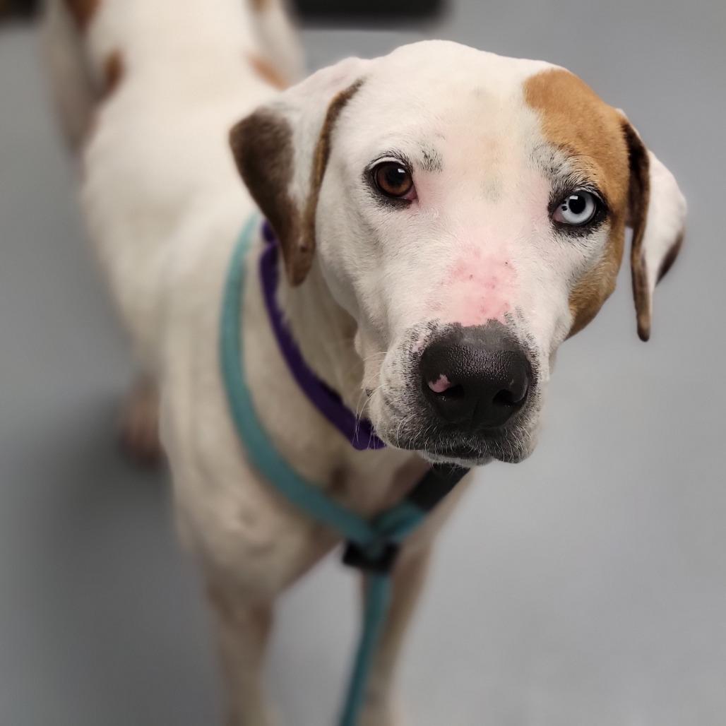 Enlarge Fudge, a Adoptable Mixed Breed in Sarasota, FL image 1/6