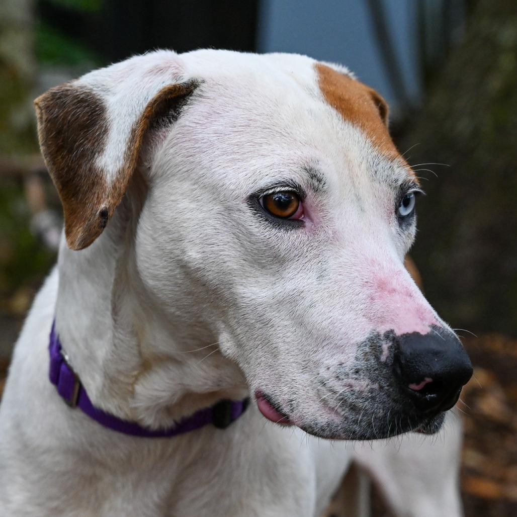 Enlarge Fudge, a Adoptable Mixed Breed in Sarasota, FL image 2/6