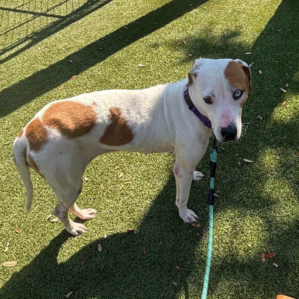 Enlarge Fudge, a Adoptable Mixed Breed in Sarasota, FL image 5/6