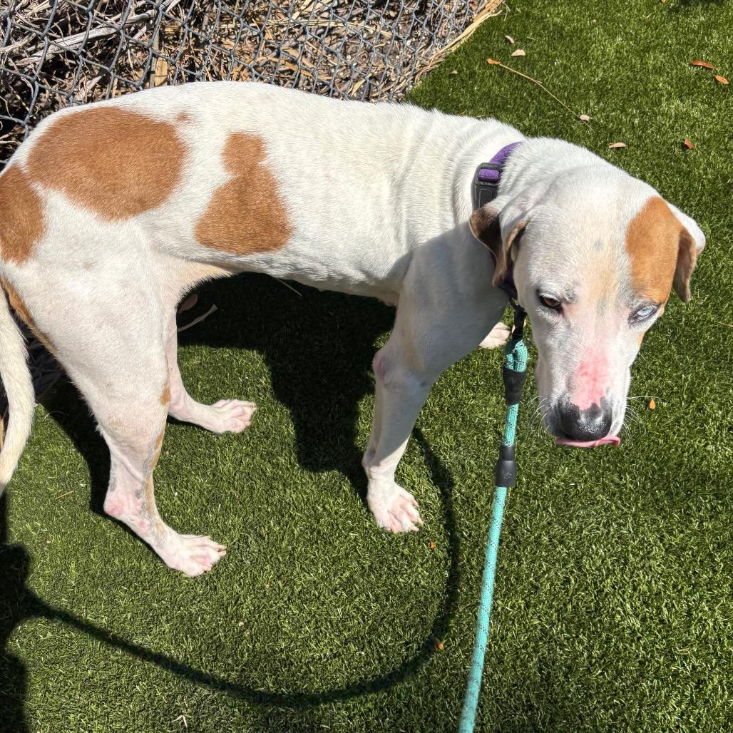 Enlarge Fudge, a Adoptable Mixed Breed in Sarasota, FL image 6/6