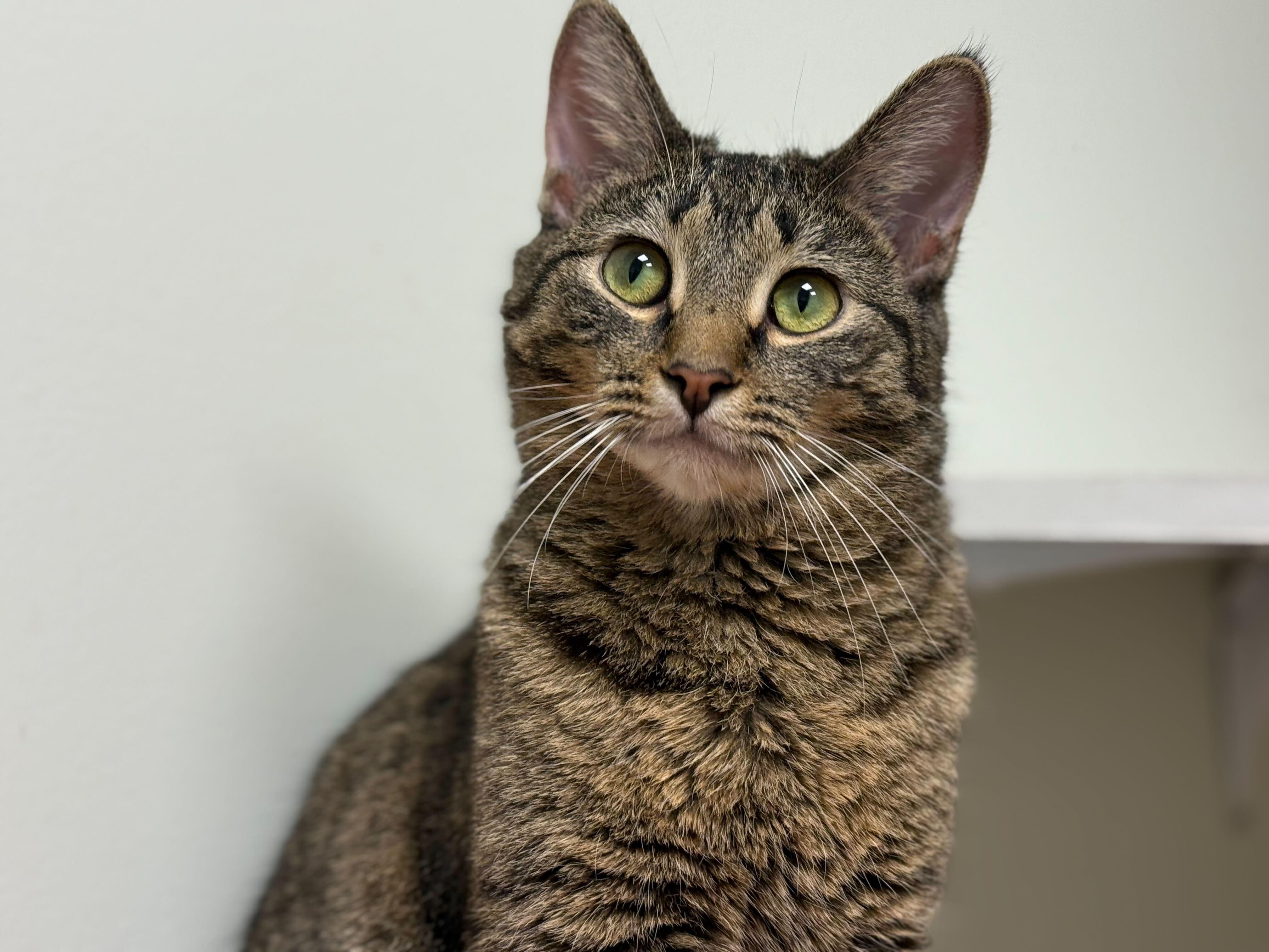 Enlarge Oasis, a Adoptable Domestic Short Hair in Evanston, IL image 4/4