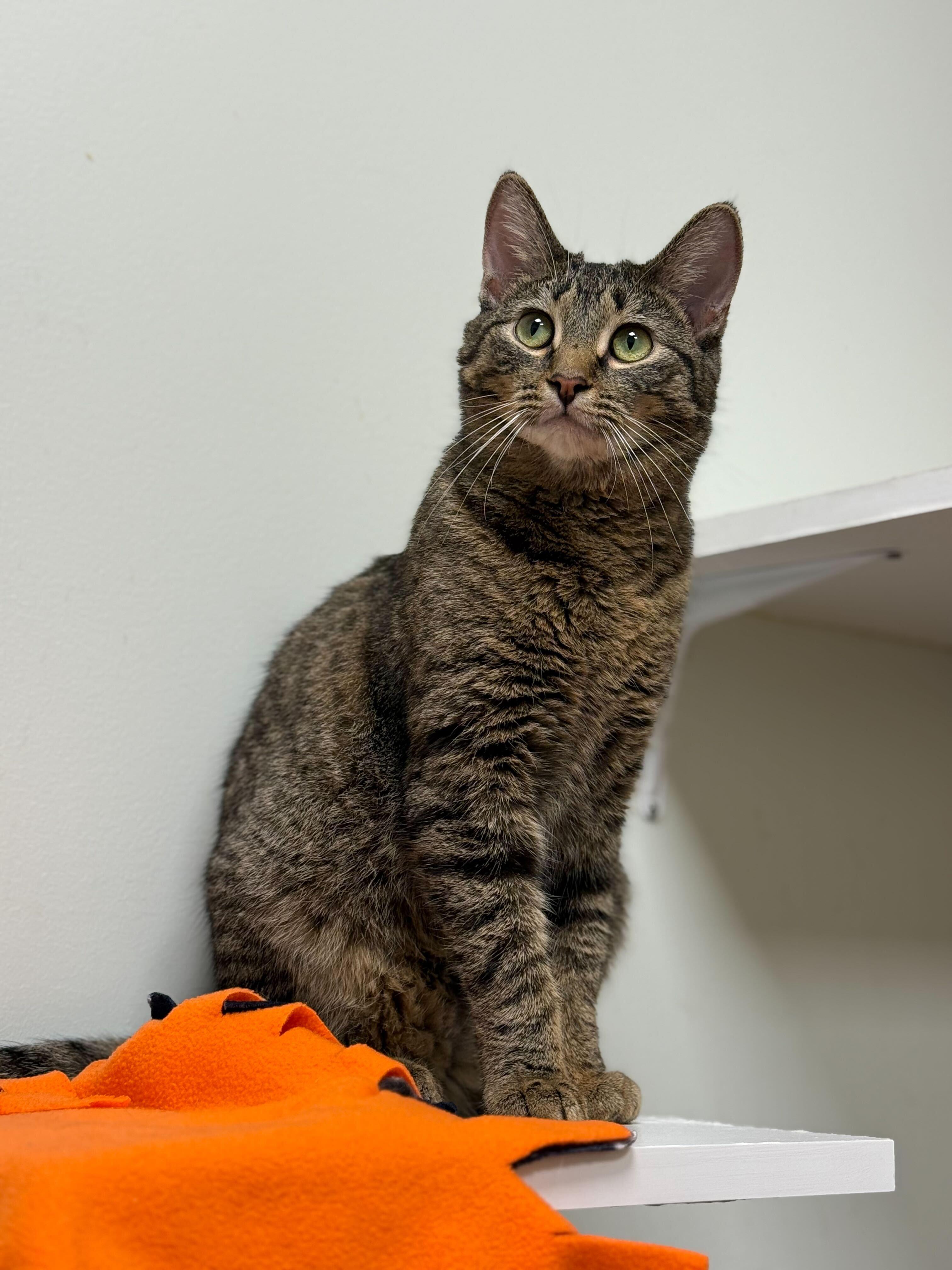 Enlarge Oasis, a Adoptable Domestic Short Hair in Evanston, IL image 1/4