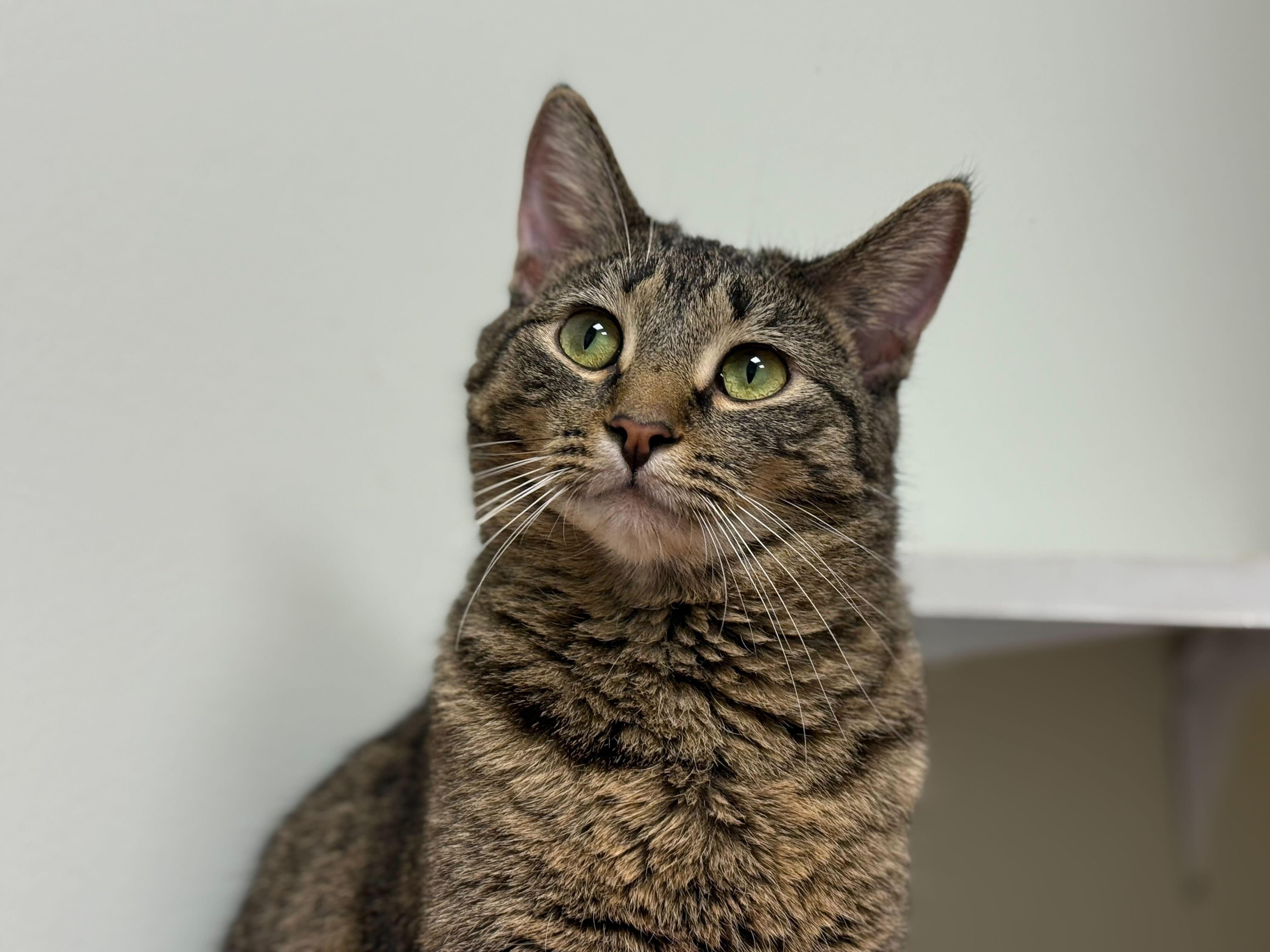 Enlarge Oasis, a Adoptable Domestic Short Hair in Evanston, IL image 3/4