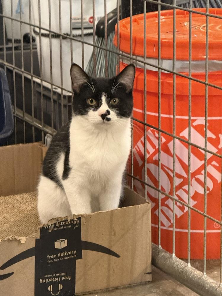 Boo (BONDED PAIR), Adoptable, Kitten Male Domestic Short Hair.