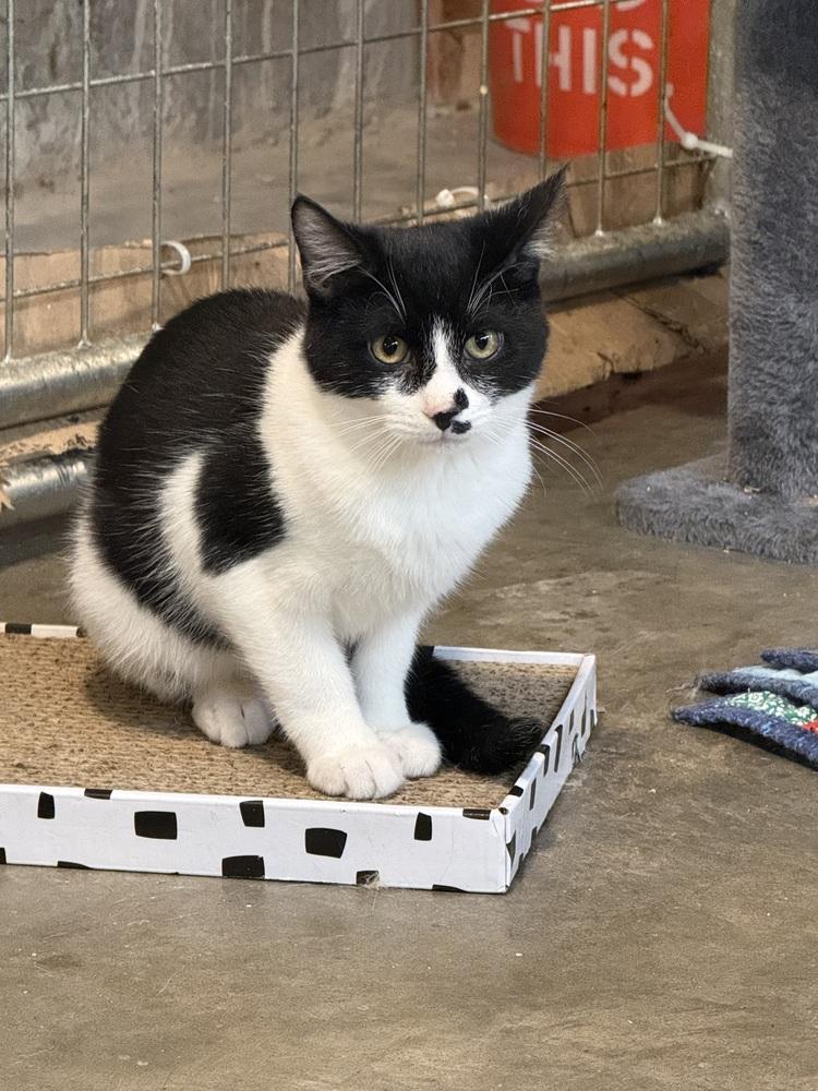 Enlarge Boo (BONDED PAIR), a Adoptable Domestic Short Hair in Bolton, CT image 2/6