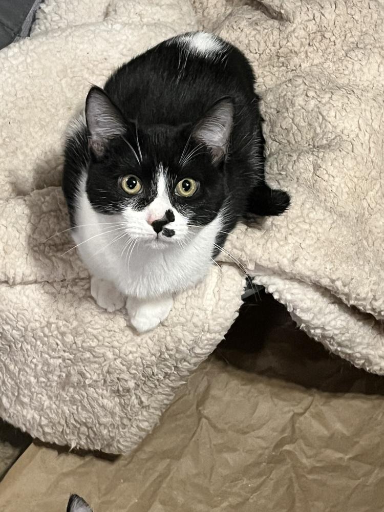 Enlarge Boo (BONDED PAIR), a Adoptable Domestic Short Hair in Bolton, CT image 3/6