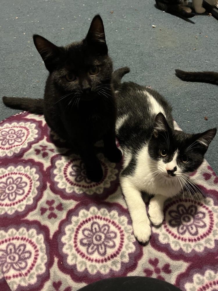 Enlarge Boo (BONDED PAIR), a Adoptable Domestic Short Hair in Bolton, CT image 4/6