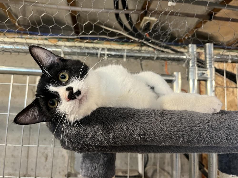 Enlarge Boo (BONDED PAIR), a Adoptable Domestic Short Hair in Bolton, CT image 6/6