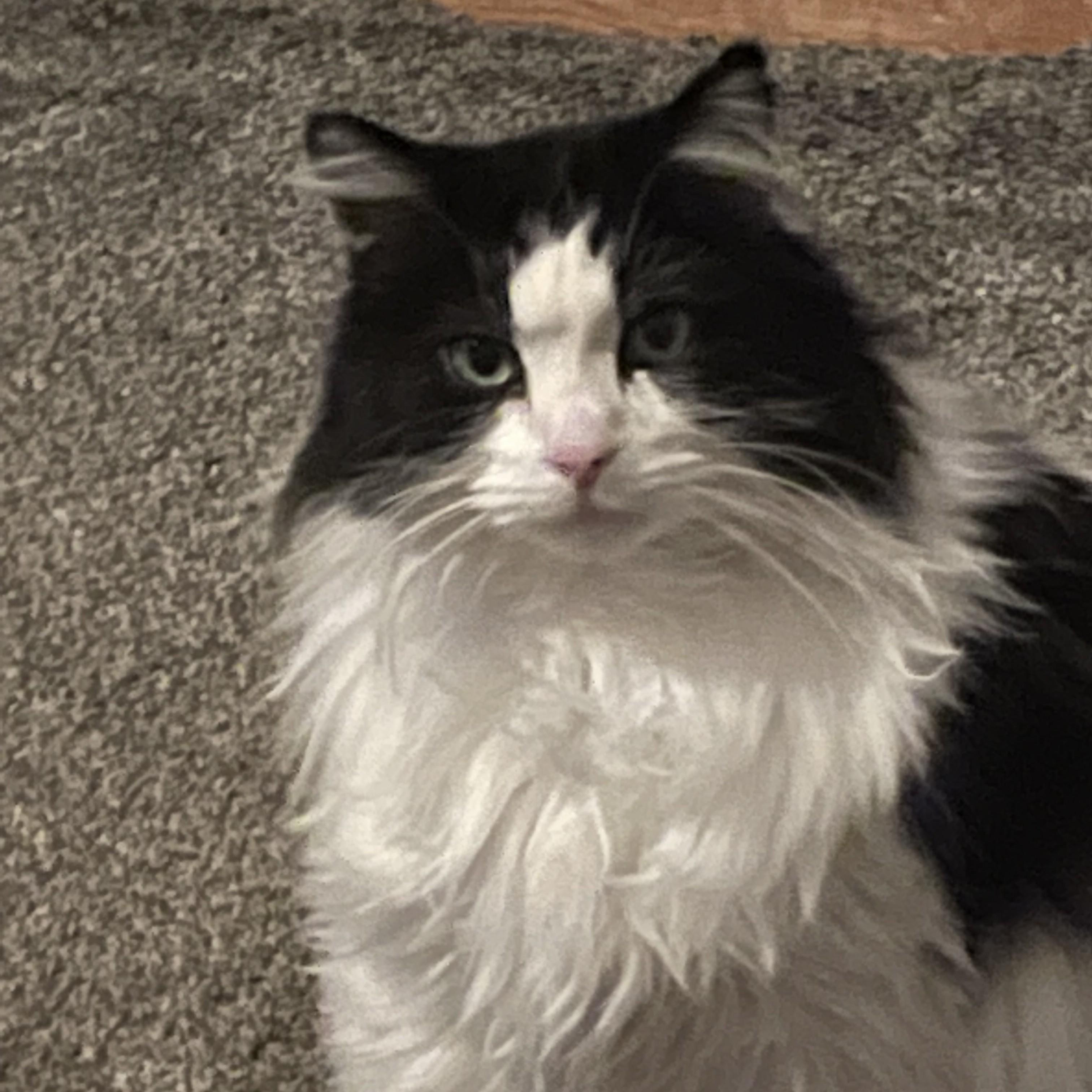 Gizmo Courtesy Listed, a ADOPTABLE Domestic Long Hair in Midland, MI image 6/6