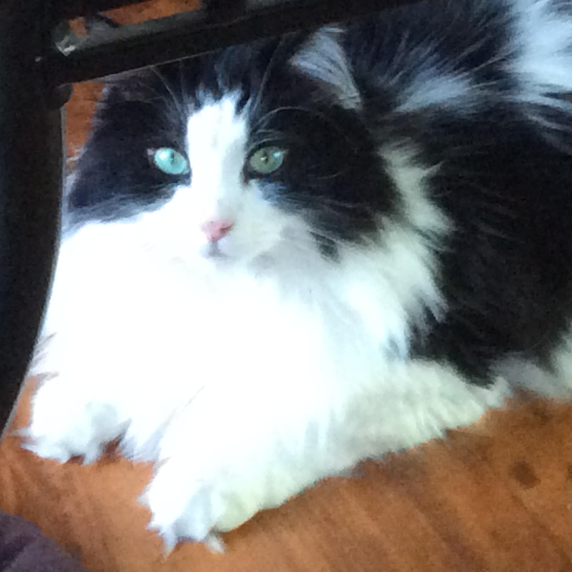 Gizmo Courtesy Listed, a ADOPTABLE Domestic Long Hair in Midland, MI image 3/6