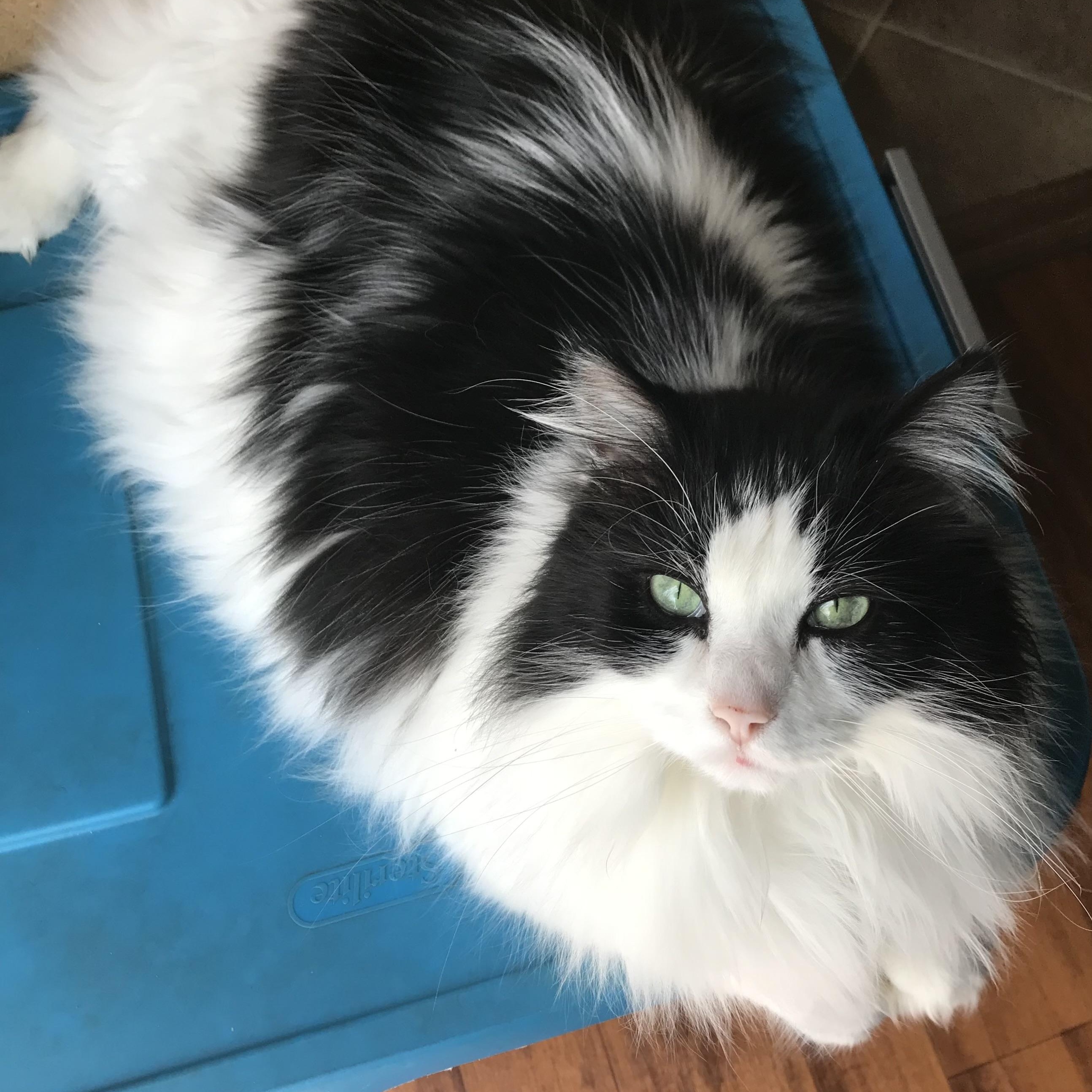 Gizmo Courtesy Listed, ADOPTABLE, Senior Female Domestic Long Hair.
