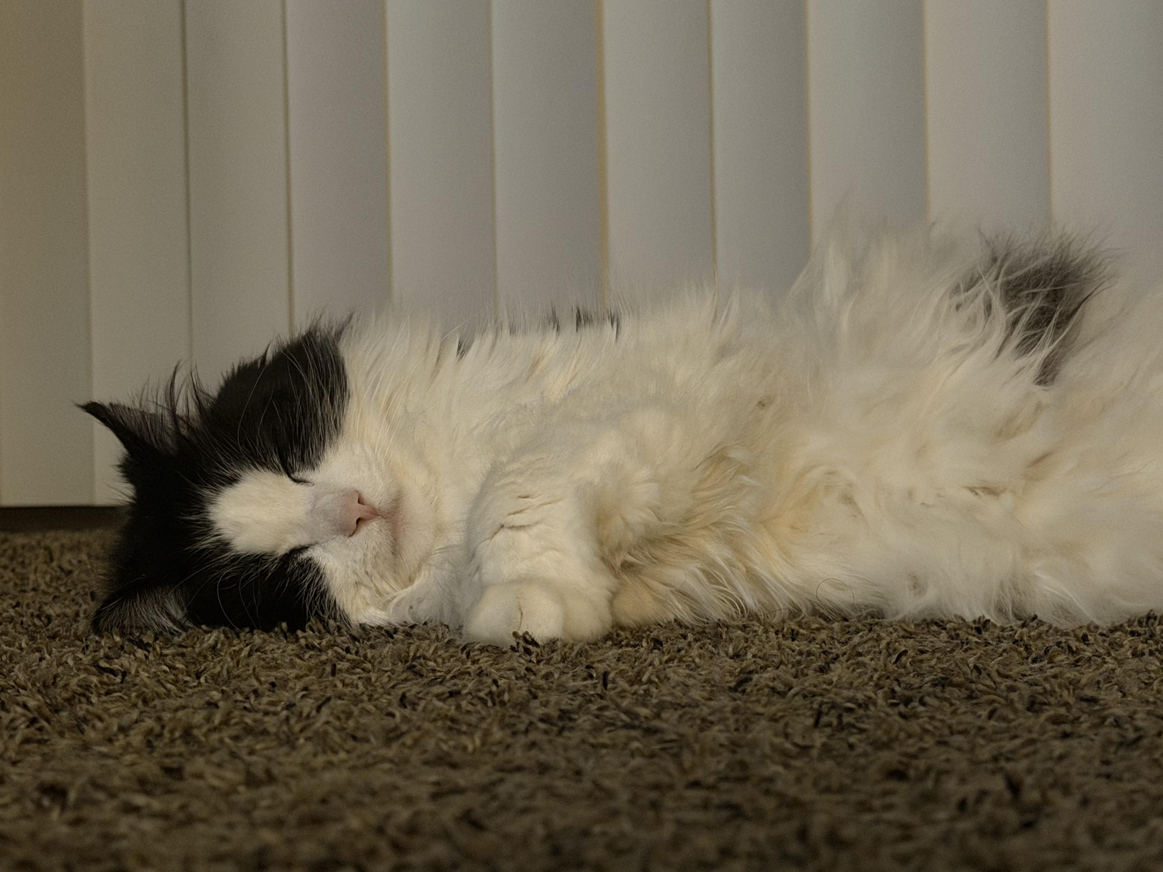 Gizmo Courtesy Listed, a ADOPTABLE Domestic Long Hair in Midland, MI image 4/6