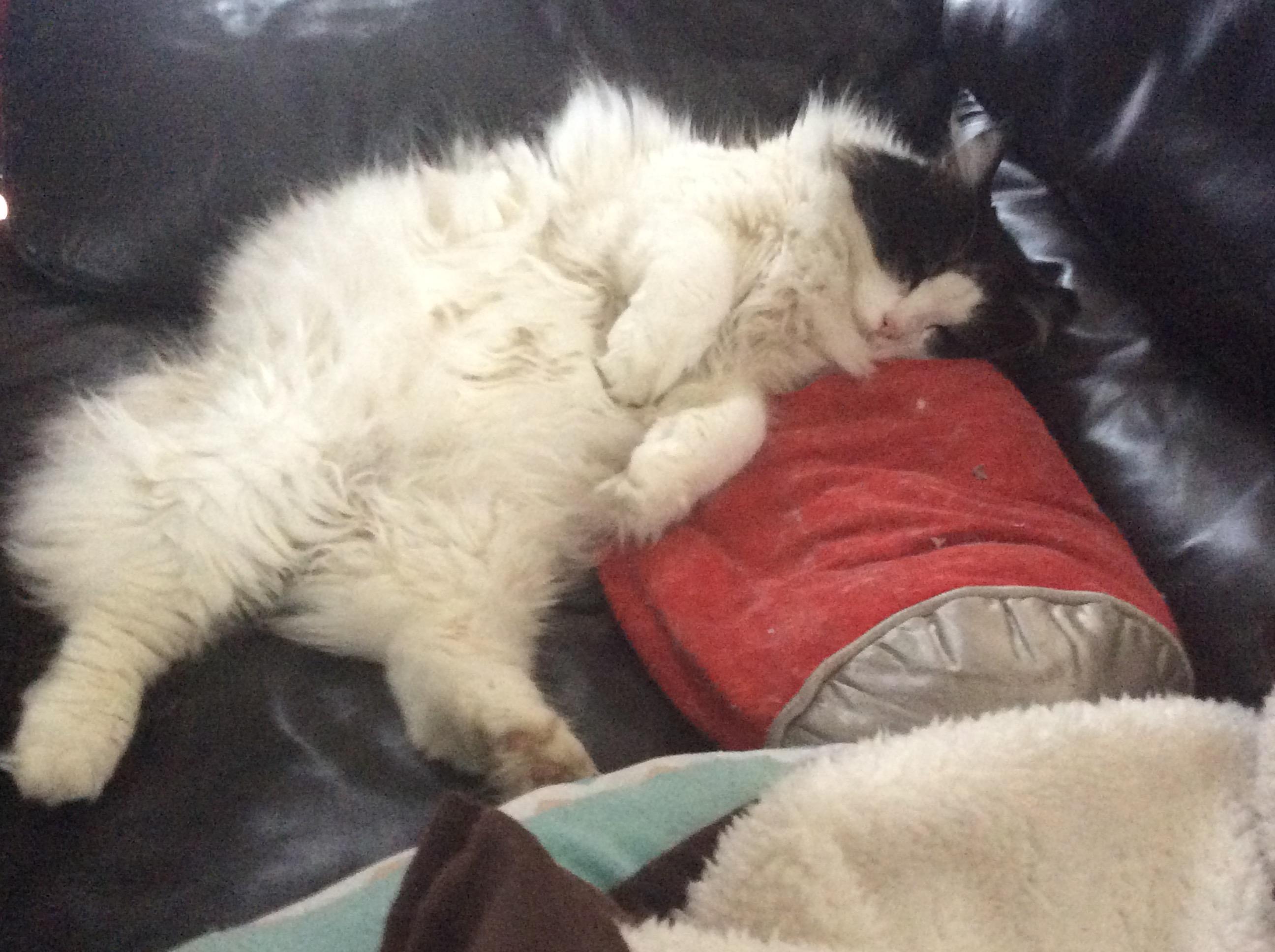 Gizmo Courtesy Listed, a ADOPTABLE Domestic Long Hair in Midland, MI image 5/6