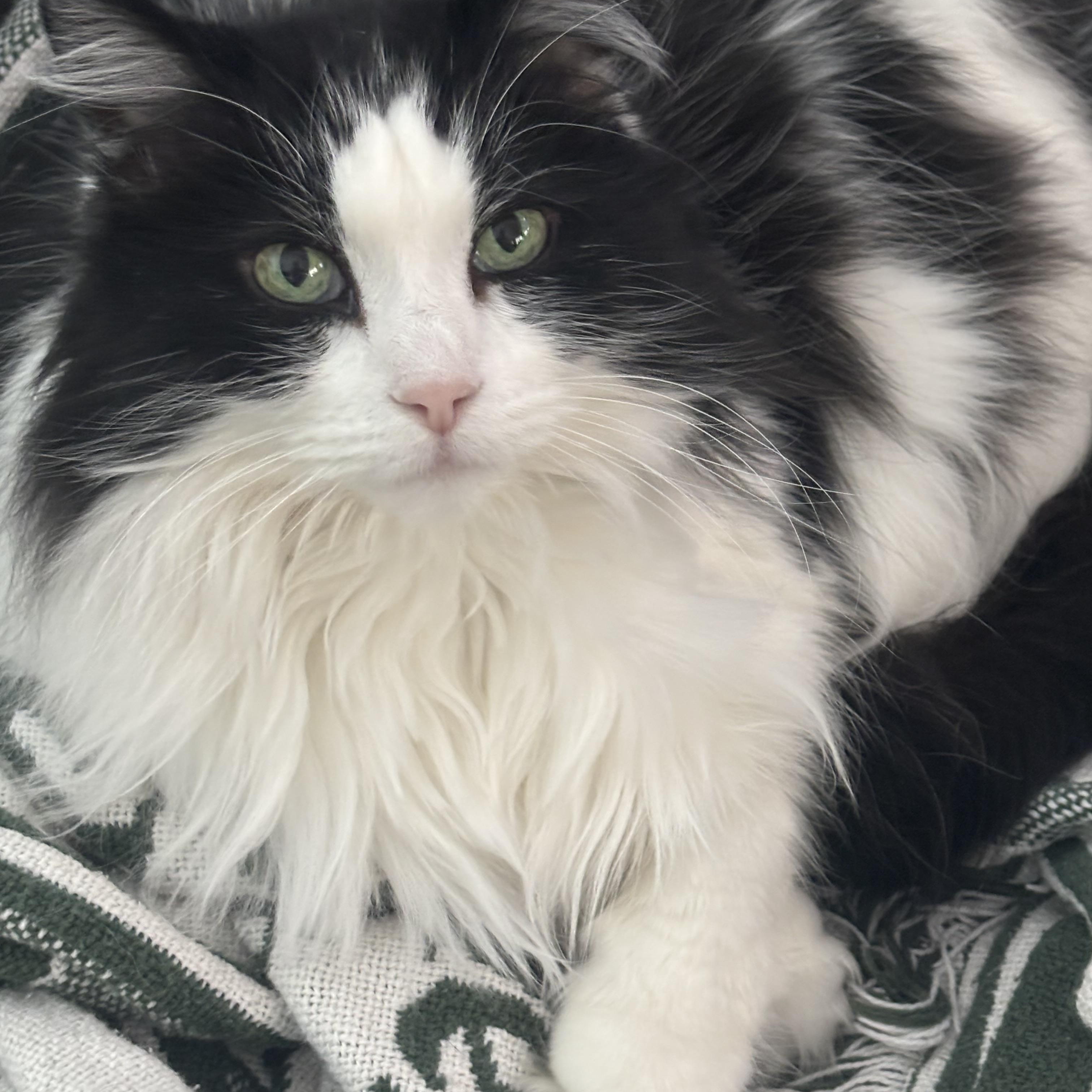 Gizmo Courtesy Listed, a ADOPTABLE Domestic Long Hair in Midland, MI image 2/6
