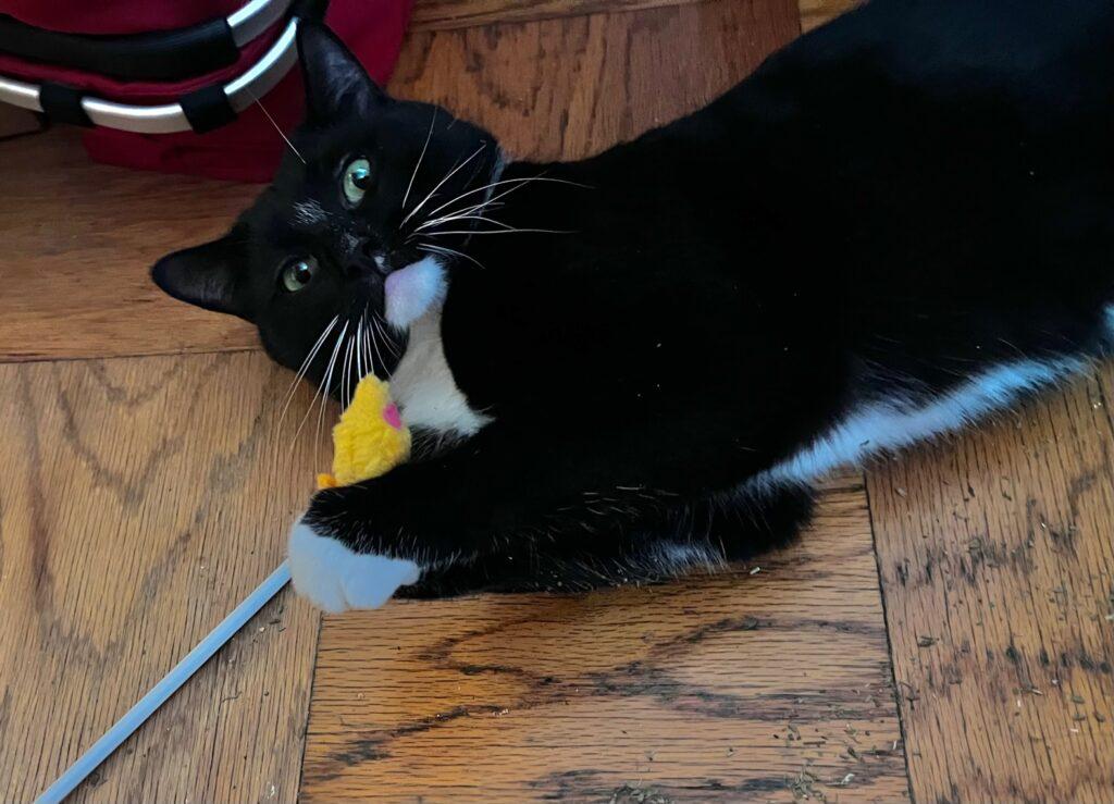 Enlarge Sparky, a ADOPTABLE Domestic Short Hair in Medford, MA image 3/6