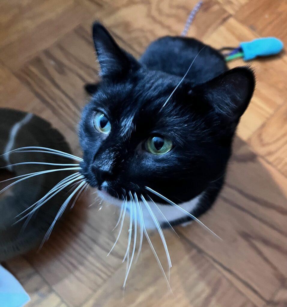 Enlarge Sparky, a ADOPTABLE Domestic Short Hair in Medford, MA image 6/6