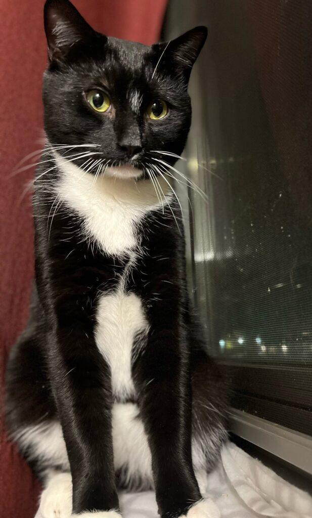 Enlarge Sparky, a ADOPTABLE Domestic Short Hair in Medford, MA image 2/6