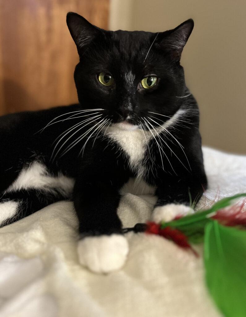 Enlarge Sparky, a ADOPTABLE Domestic Short Hair in Medford, MA image 4/6