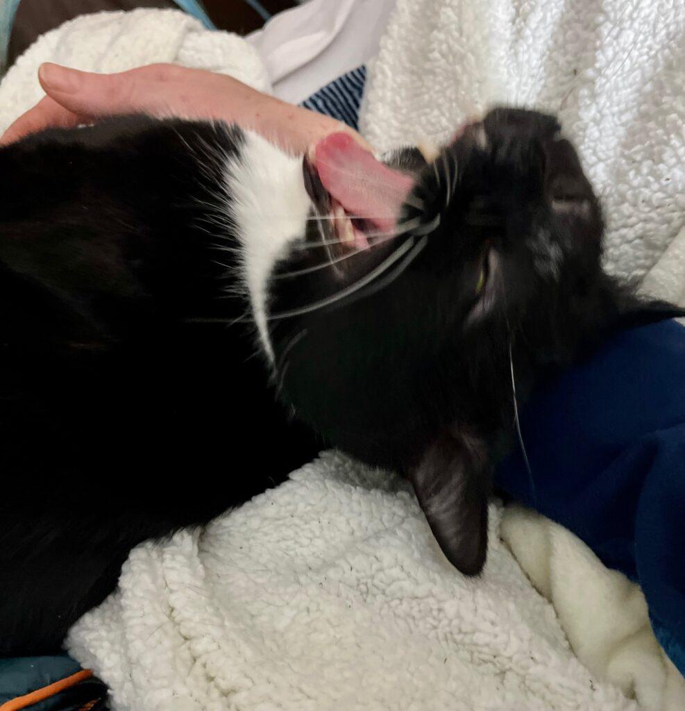 Enlarge Sparky, a ADOPTABLE Domestic Short Hair in Medford, MA image 5/6