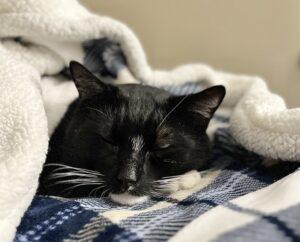 Enlarge Sparky, a ADOPTABLE Domestic Short Hair in Medford, MA image 1/6