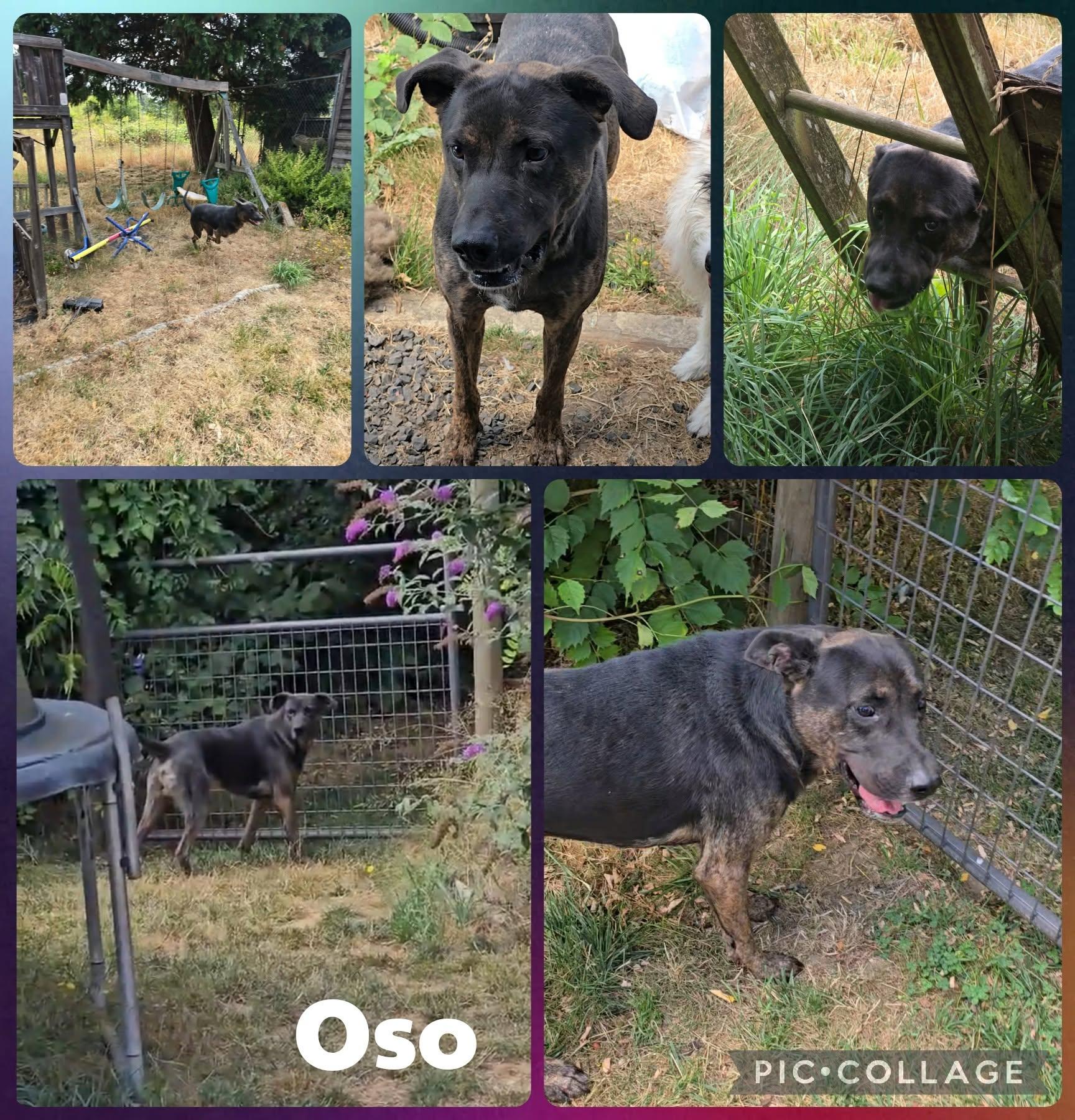 Enlarge Oso, a Adoptable mixed breed in Newberg, OR image 1/1