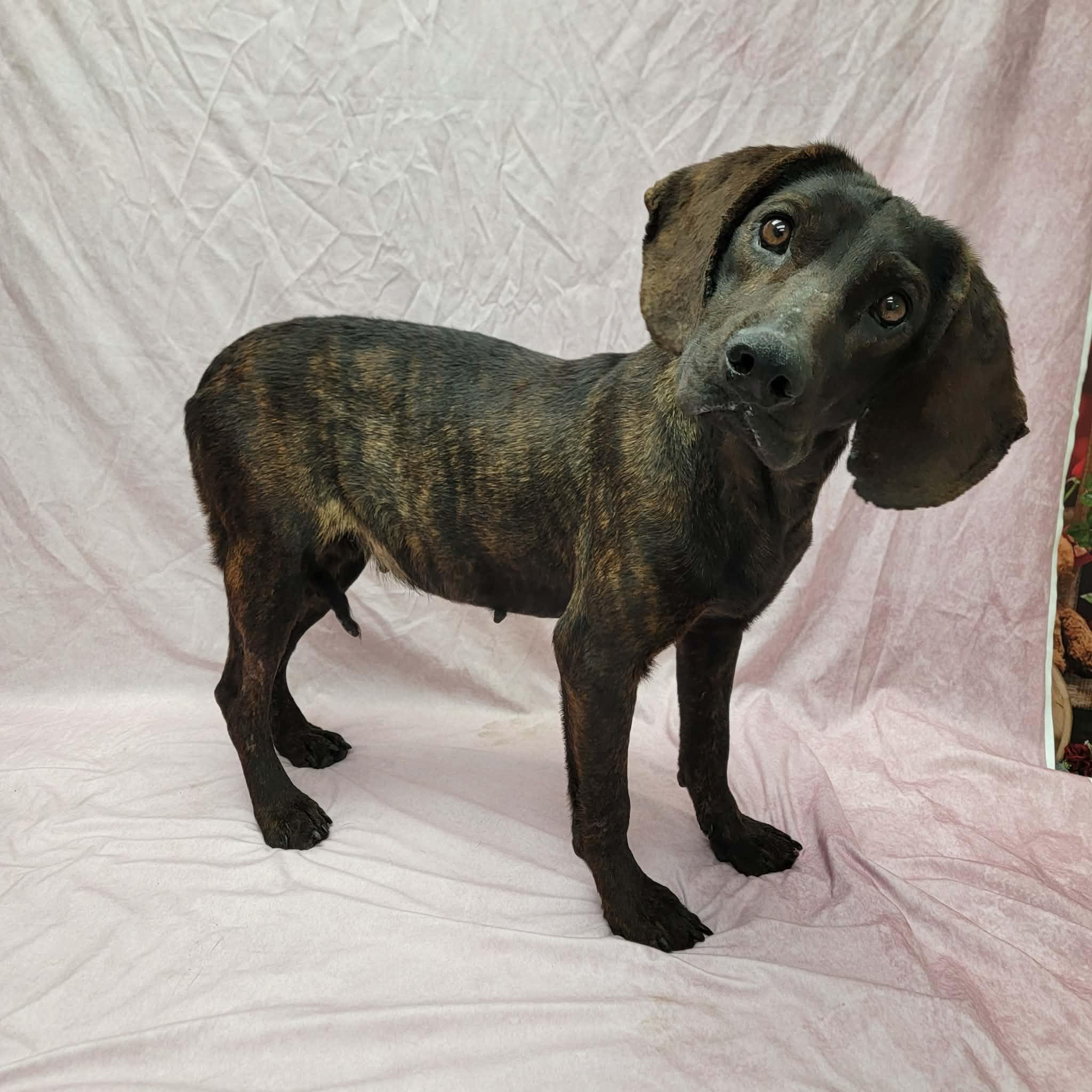 Lainey, a ADOPTABLE Plott Hound in Statesboro, GA image 1/4