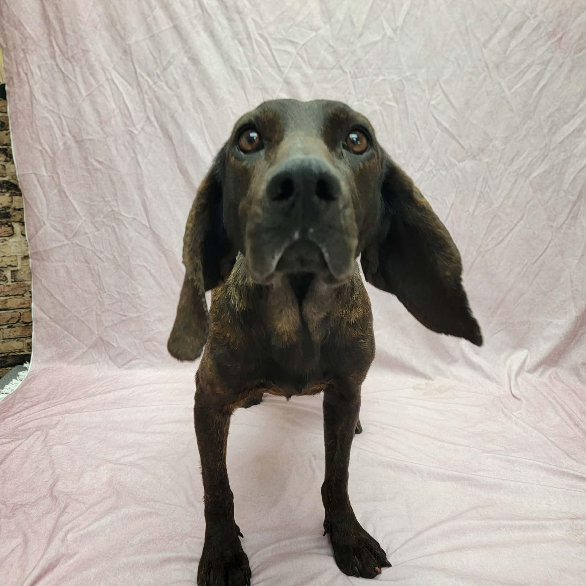Lainey, a ADOPTABLE Plott Hound in Statesboro, GA image 3/4