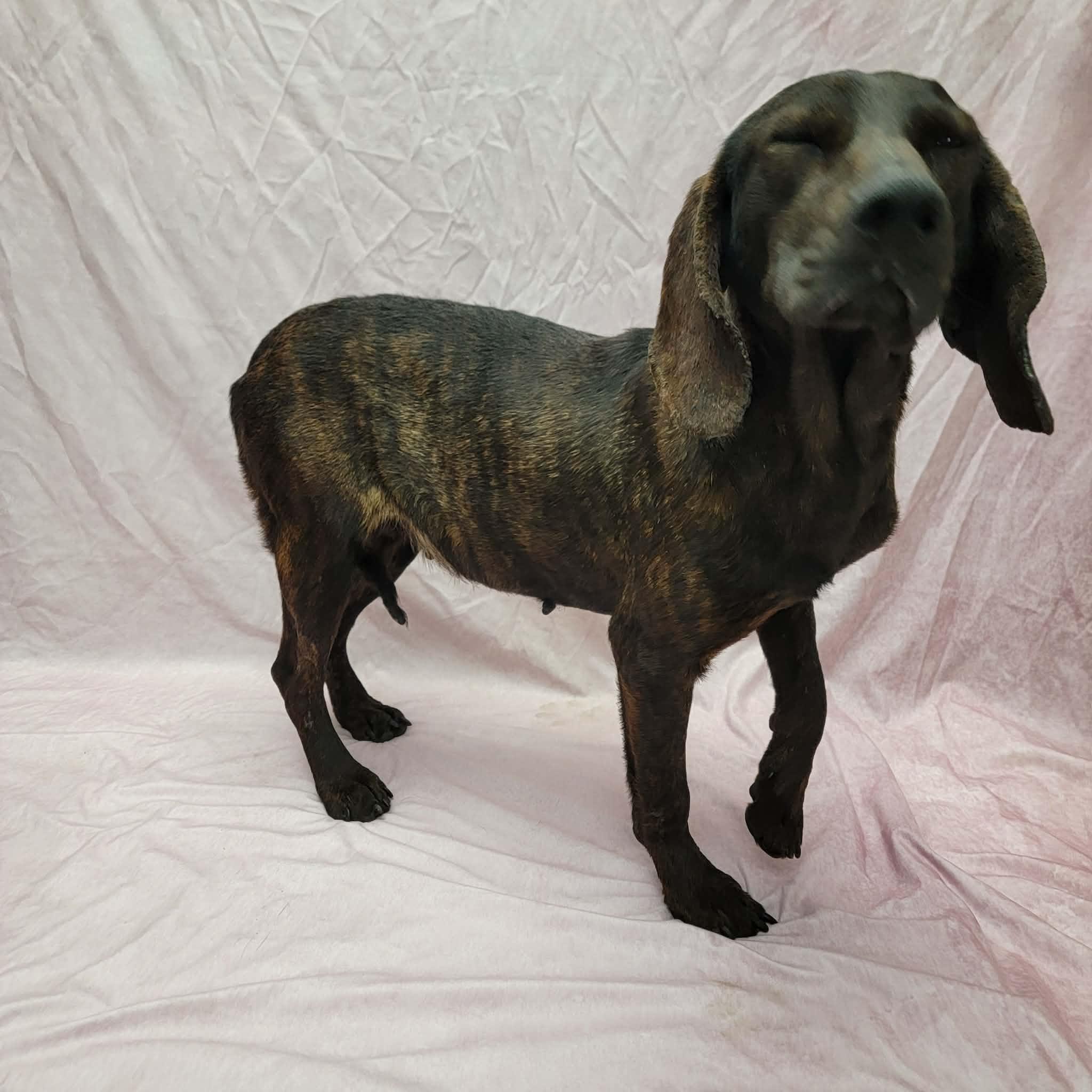 Lainey, a ADOPTABLE Plott Hound in Statesboro, GA image 4/4