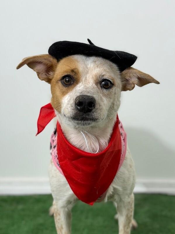 Violet, adopted, Young Female Jack Russell Terrier & Labrador Retriever.