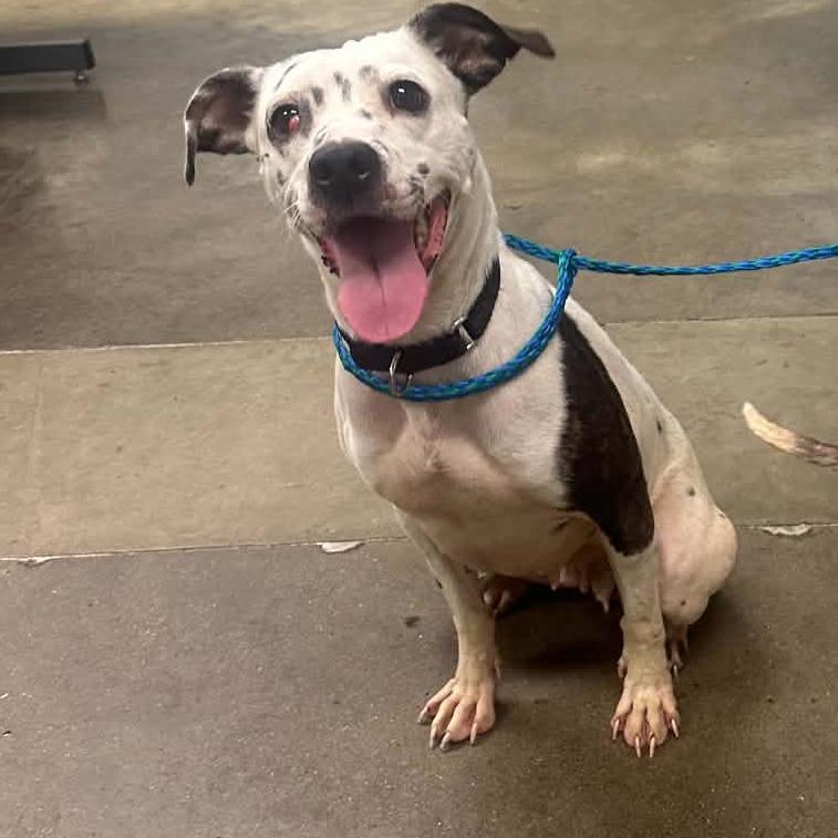 Jet, Adoptable, Adult Female Mixed Breed.