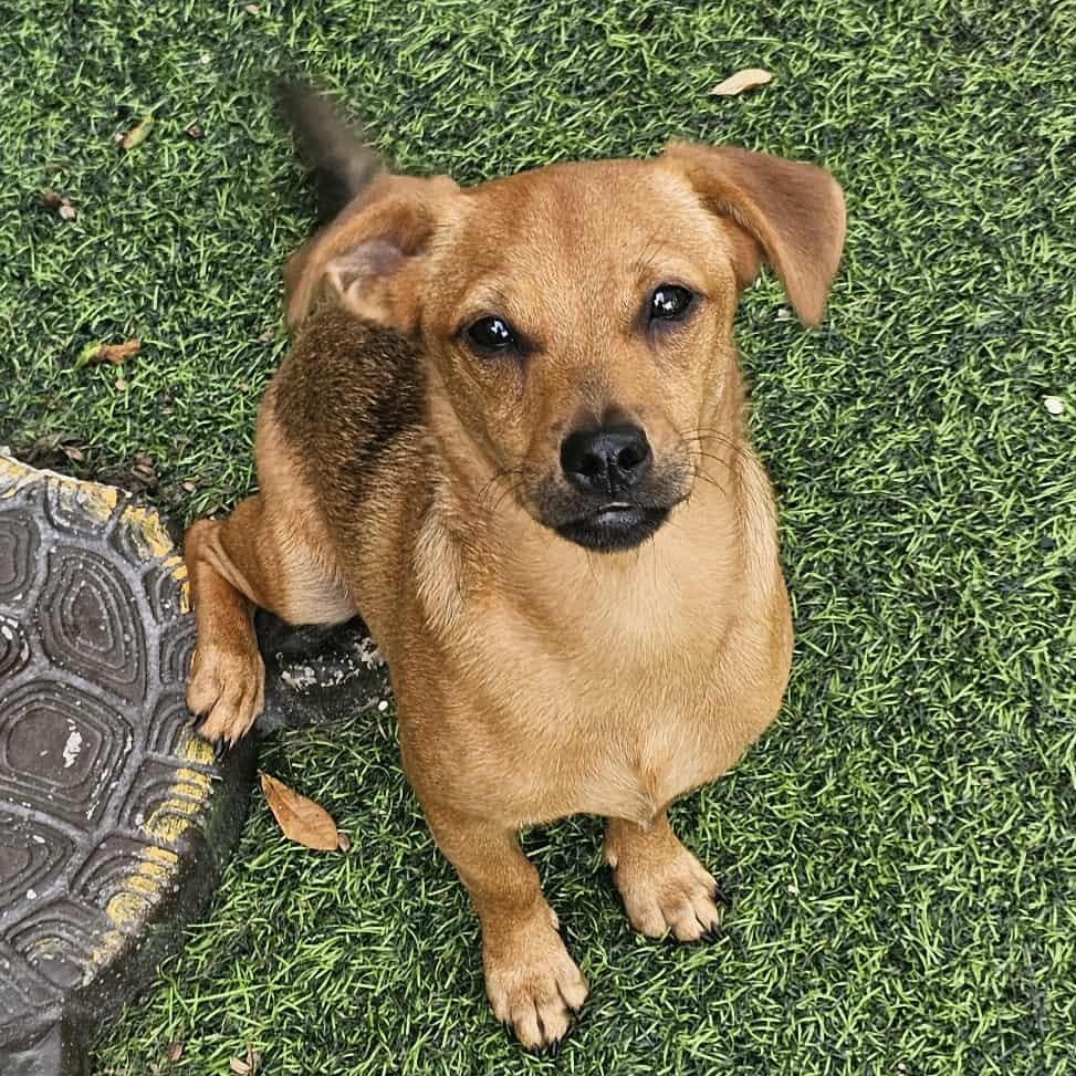 HENRY, a Adoptable mixed breed in Largo, FL image 2/6