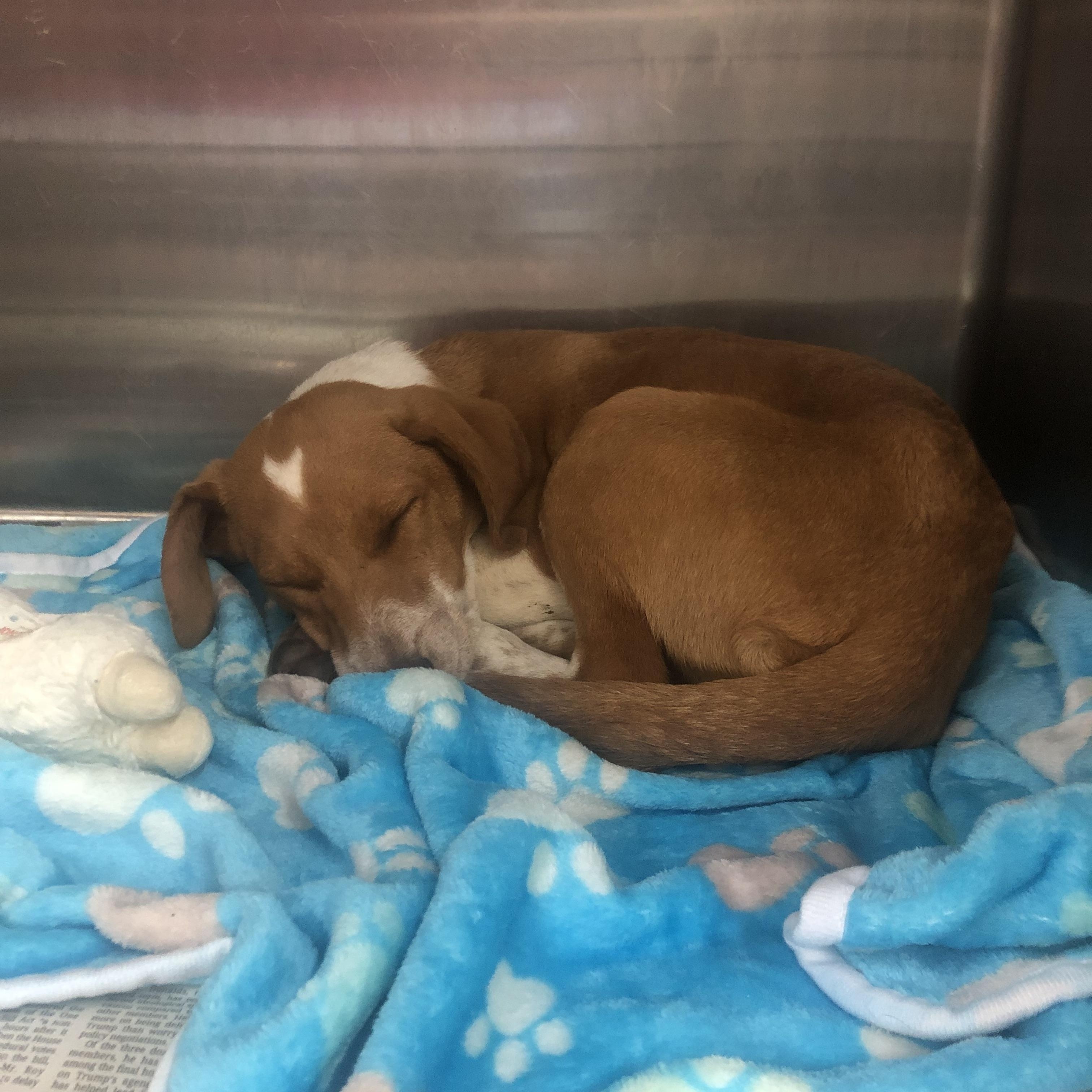 Callie, Adoptable, Puppy Female Labrador Retriever & Hound.