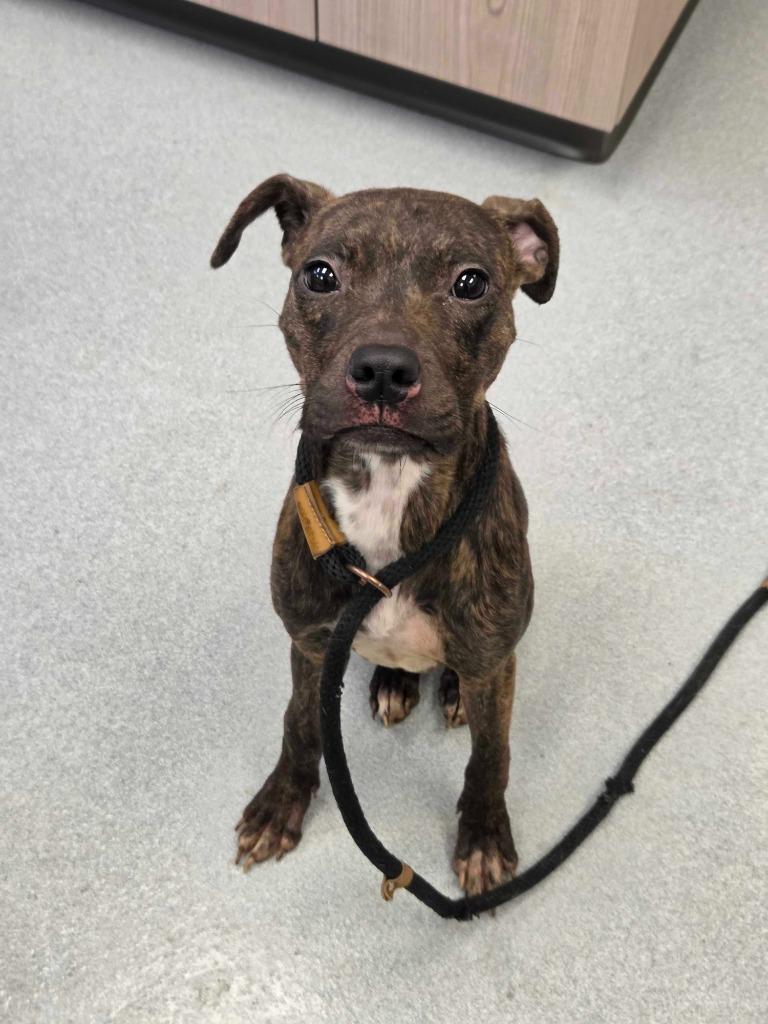 Tomagotchi, Adoptable, Puppy Female Pit Bull Terrier & Mixed Breed.