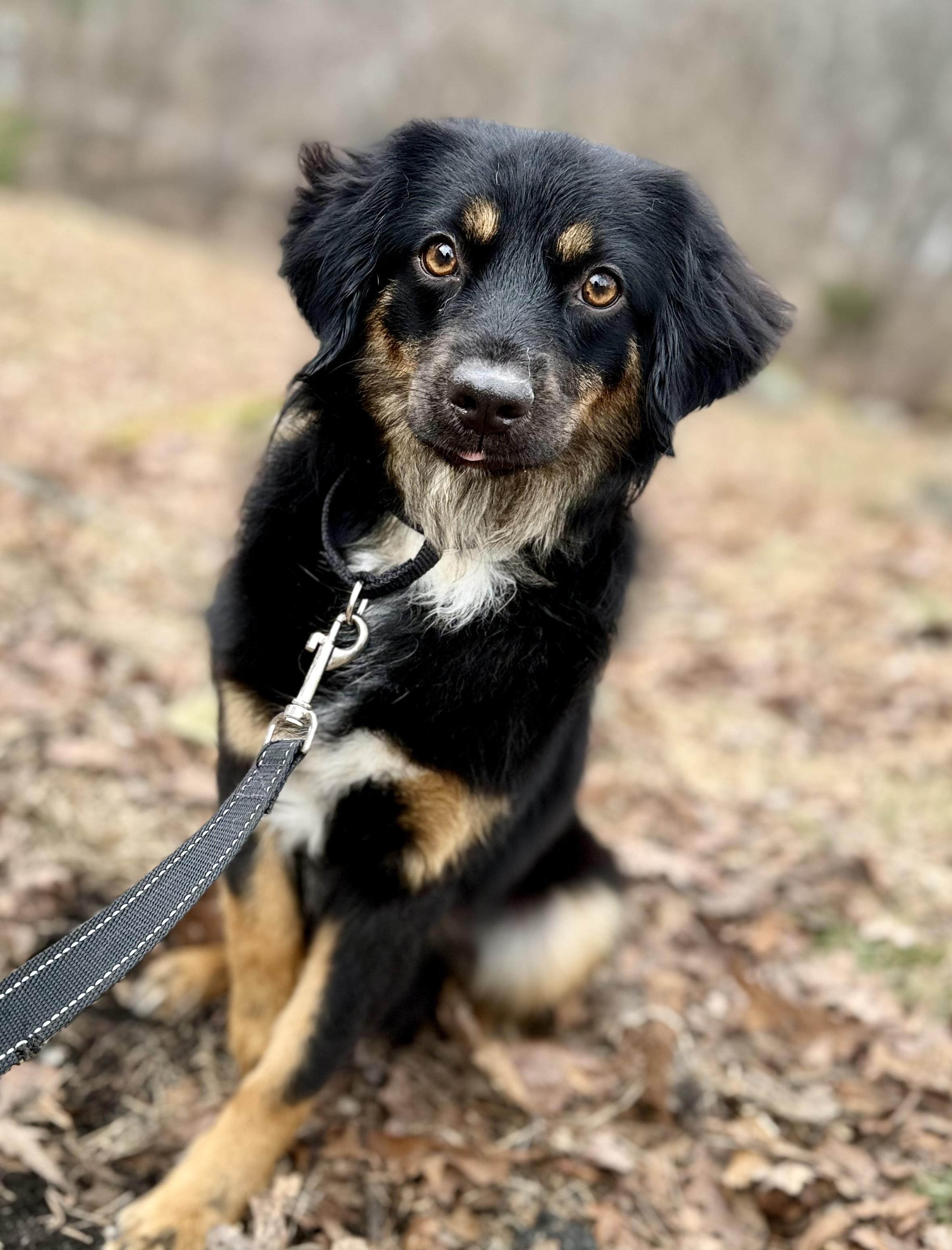 Enlarge Vivienne, an adopted mixed breed in Tomkins Cove, NY image 2/4