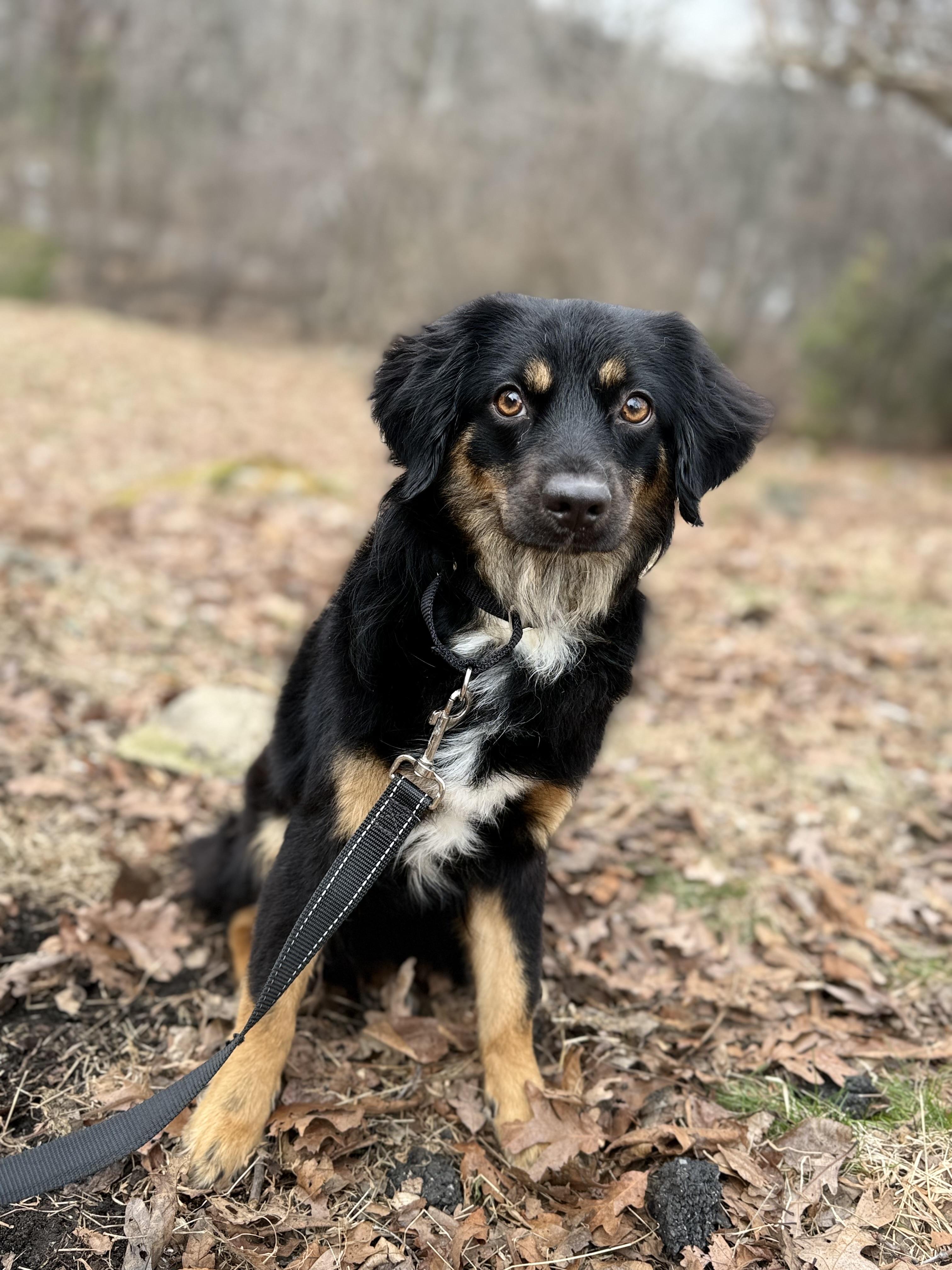 Enlarge Vivienne, an adopted mixed breed in Tomkins Cove, NY image 3/4
