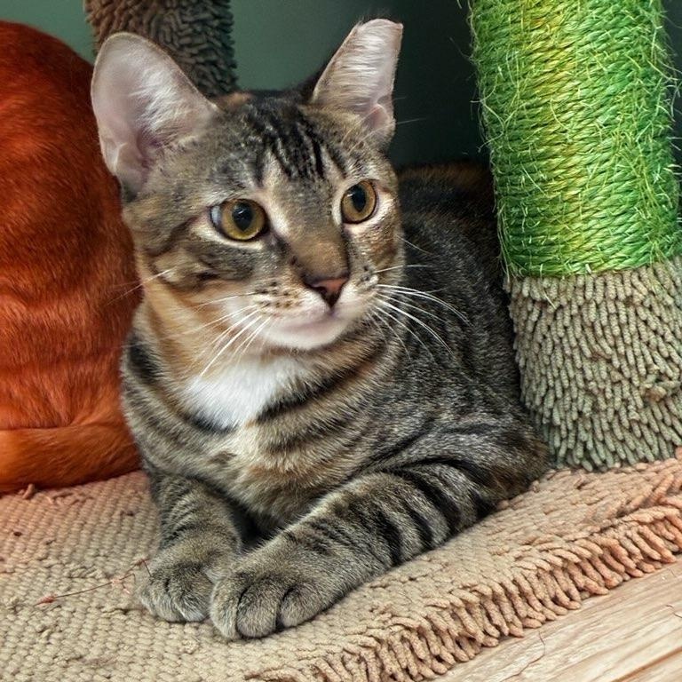 Toffee, Adoptable, Young Male Domestic Short Hair.
