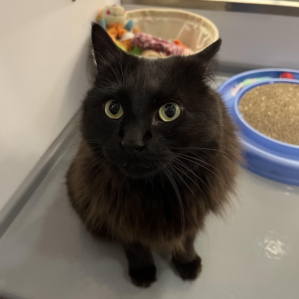 Enlarge Ladyhawke, a Adoptable Domestic Medium Hair in Austin, TX image 3/4