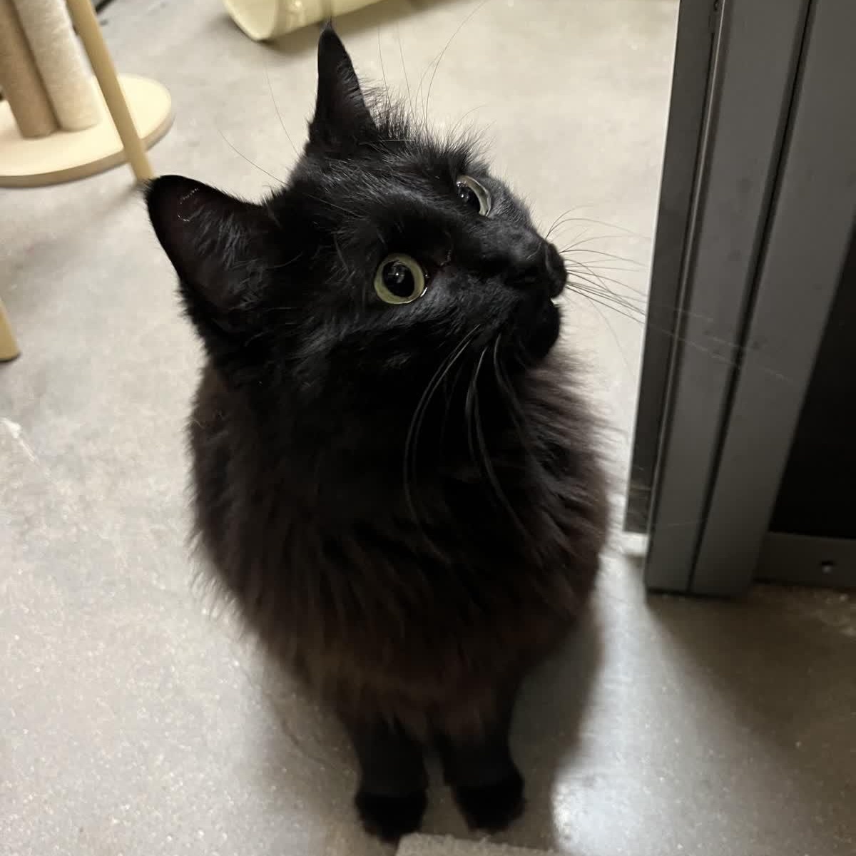 Enlarge Ladyhawke, a Adoptable Domestic Medium Hair in Austin, TX image 2/4