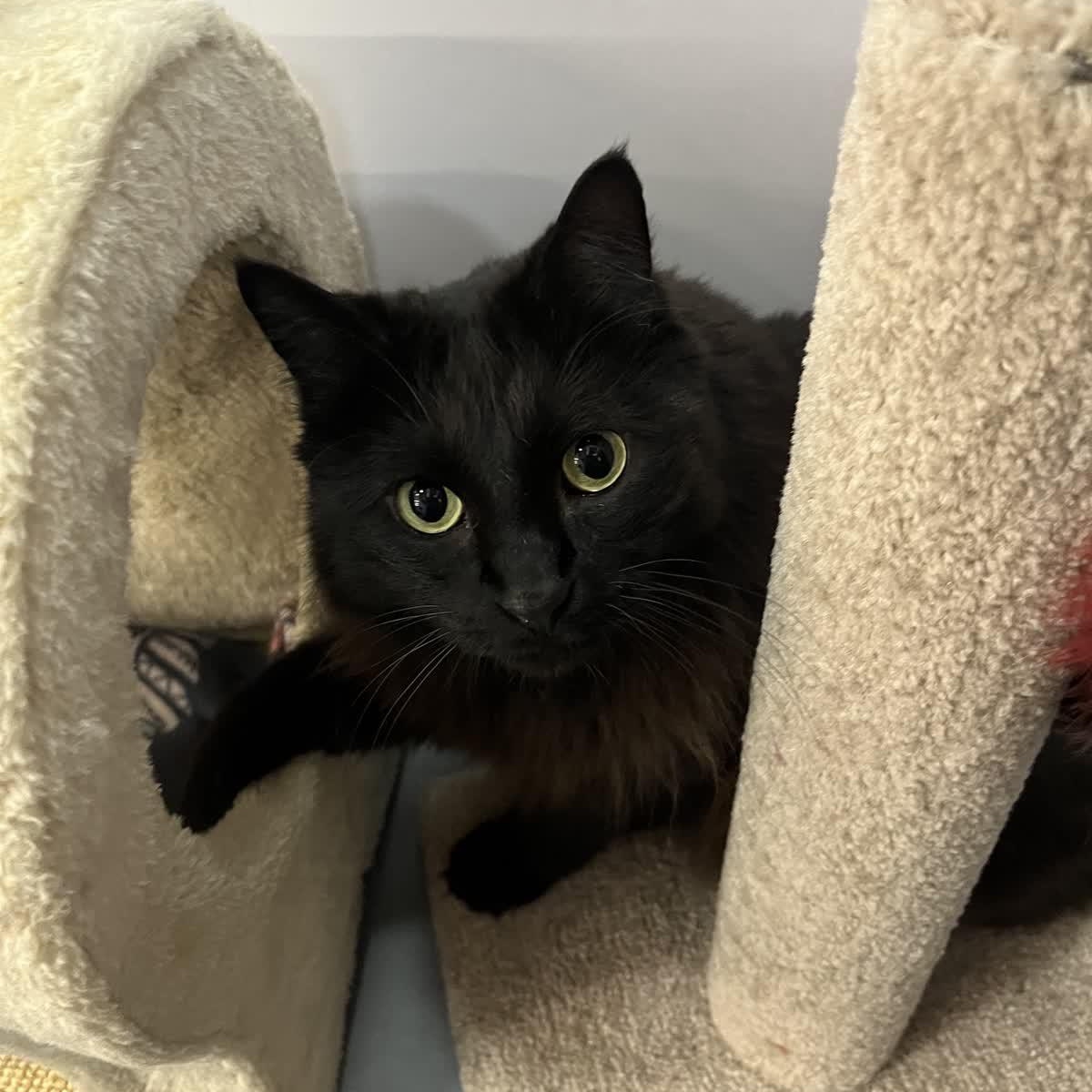 Enlarge Ladyhawke, a Adoptable Domestic Medium Hair in Austin, TX image 4/4